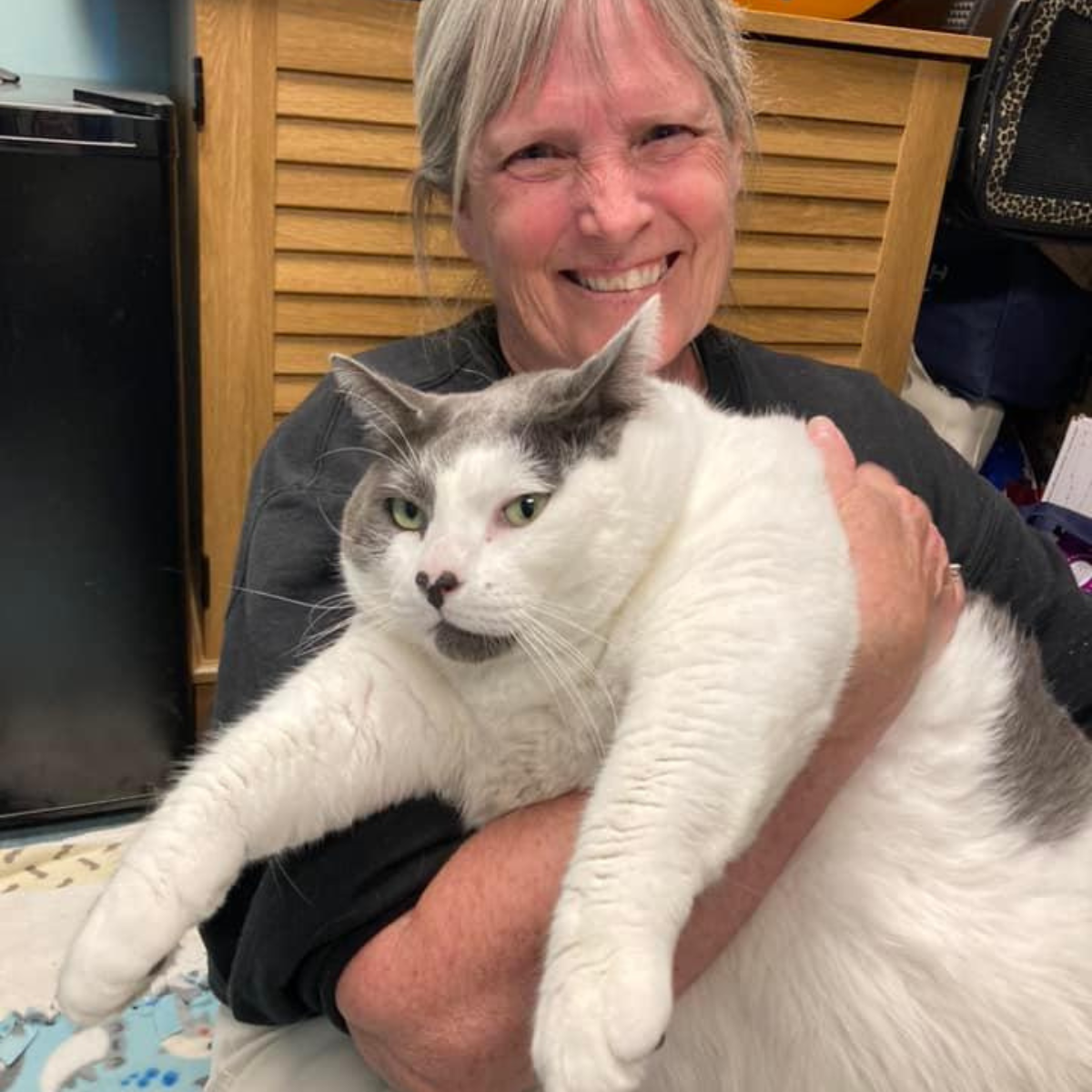 Gato gigante de quase 12 kg faz sucesso nas redes sociais 