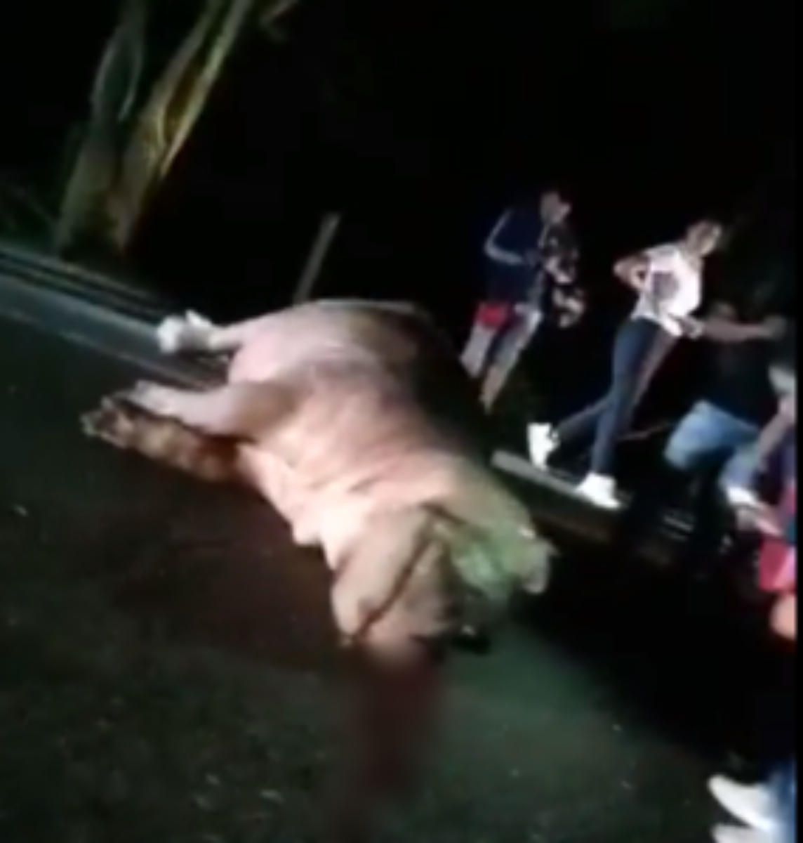  Hipopótamo de Pablo Escobar morre atropelado na Colômbia 
