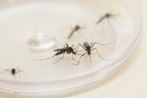 Mosquito Aedes aegypti