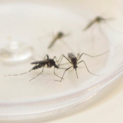 Mosquito Aedes aegypti