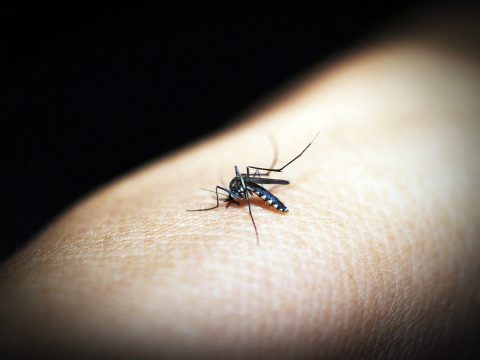 dengue-mosquito