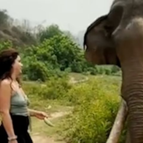 mulher-brinca-elefante-esmagada1