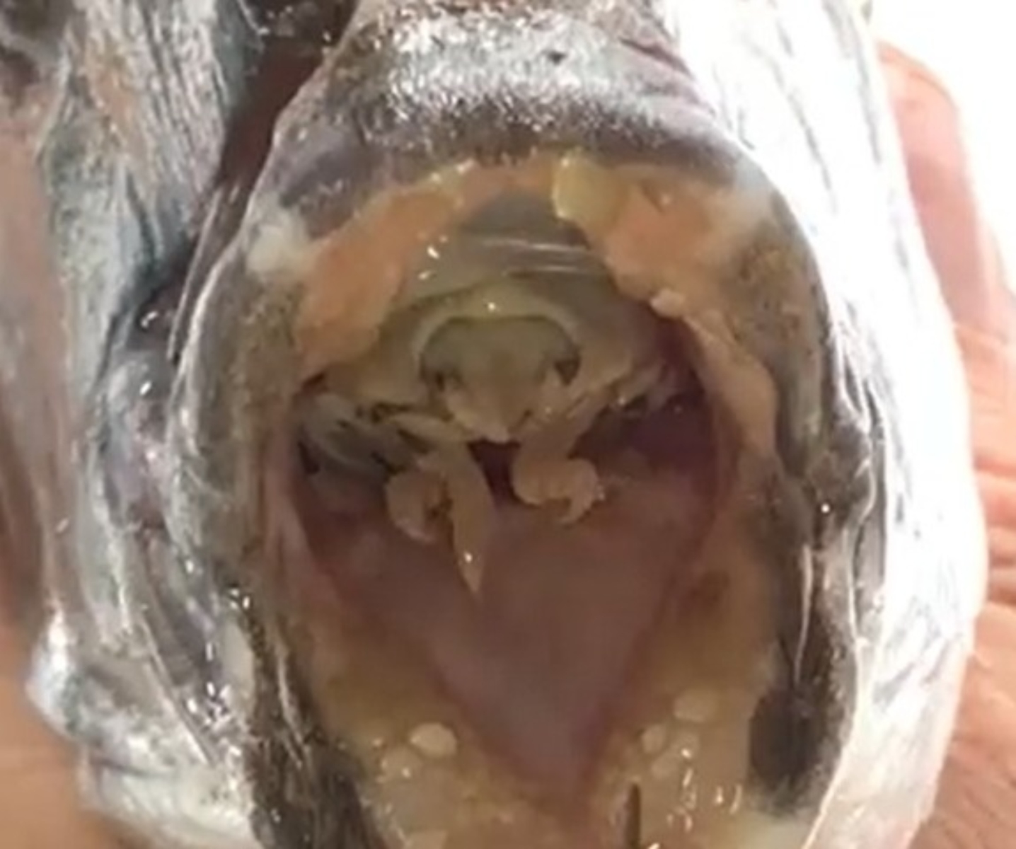  Imagem assustadora de peixe com 'alienígena' na boca viraliza na web 