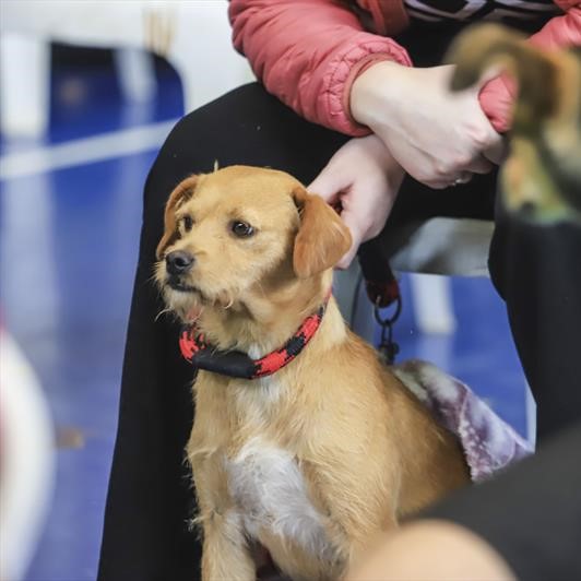  Mutirão vai liberar 4.8 mil vagas para castração de cães e gatos em Curitiba 