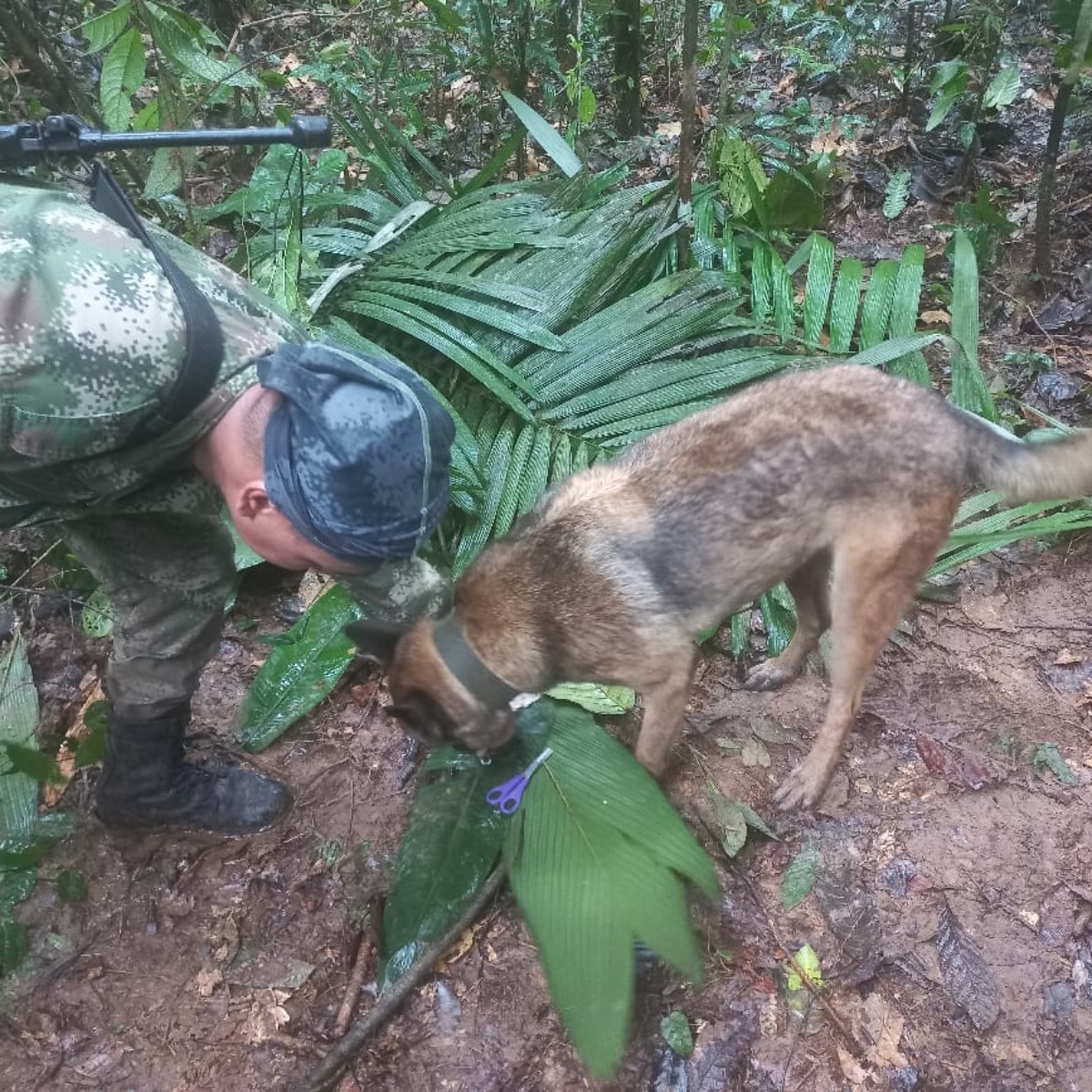  o grupo perambulou pela selva e comeu frutos silvestres para sobreviver 