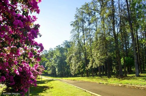 Bosque das Grevíleas (Praça Pio XII - Zona 05) Foto: PMM/Arquivo