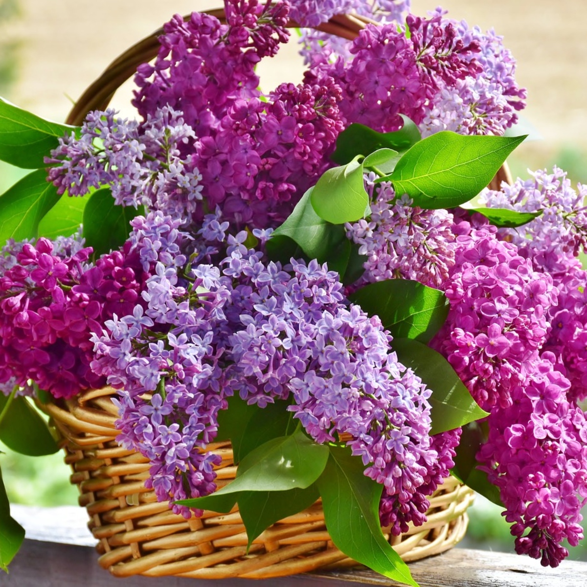  Dia das Mães: Onde comprar flores neste domingo em Londrina? 