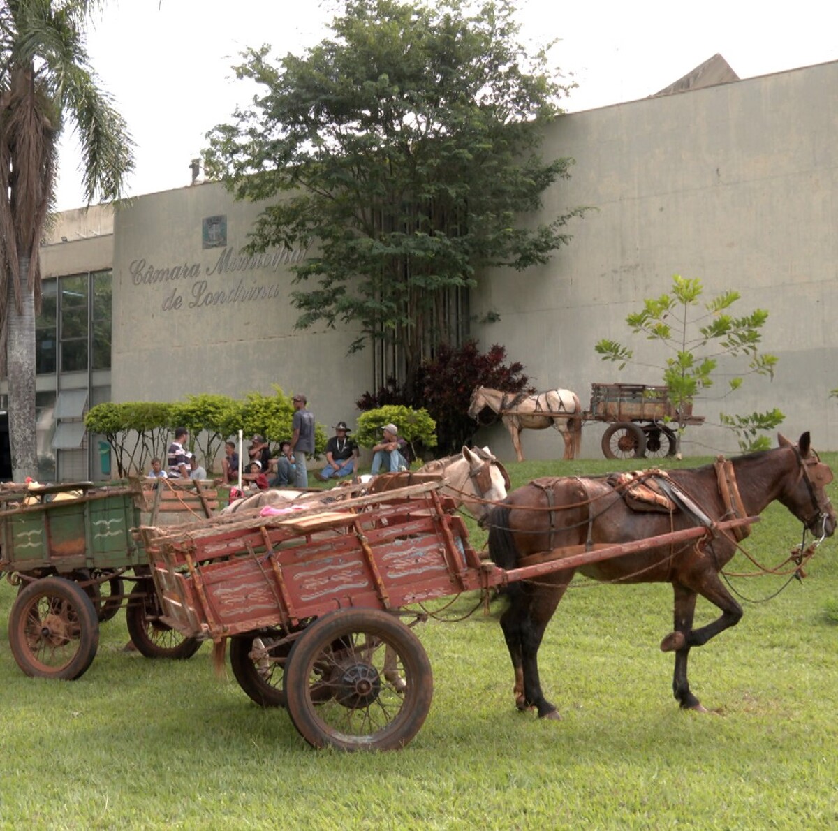  carroça cavalo Londrina projeto lei 