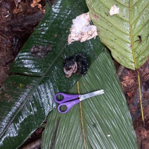 Crianças desaparecidas Amazônia