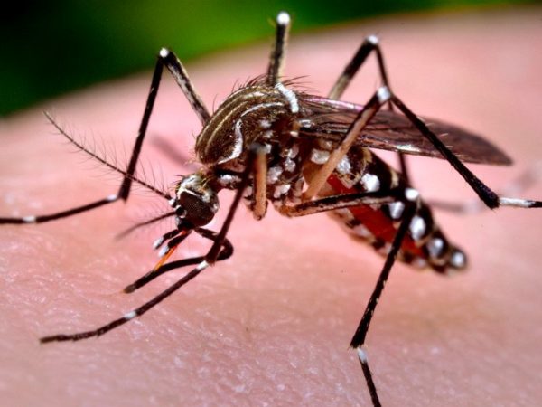 Paraná registra oito mortes por dengue e 10 mil novos casos, em uma semana