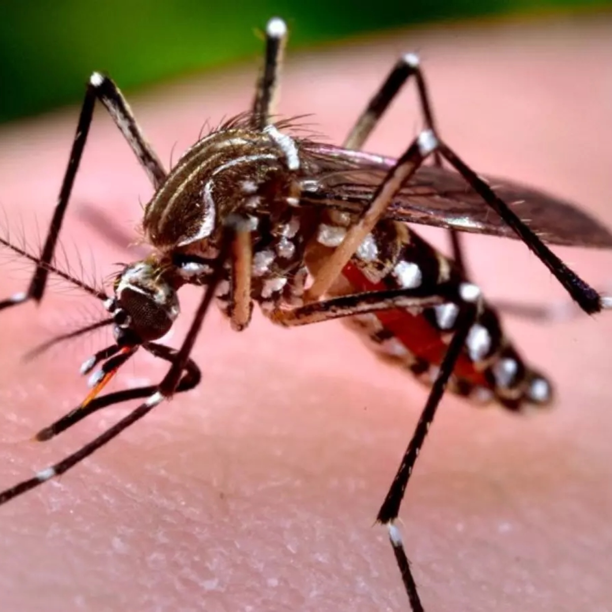  Ressurgimento do sorotipo 3 da dengue chega ao Paraná 