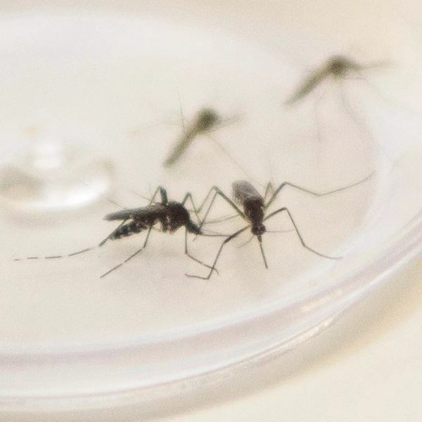 Ressurgimento do sorotipo 3 da dengue chega ao Paraná