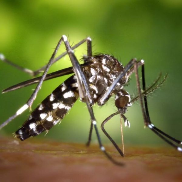 Ressurgimento do sorotipo 3 da dengue chega ao Paraná