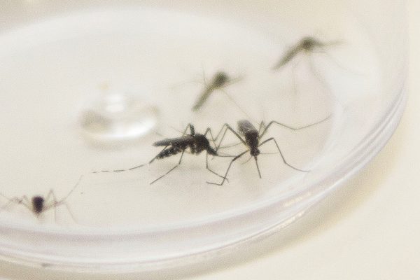 Maringá chega a 1.648 casos confirmados de dengue.