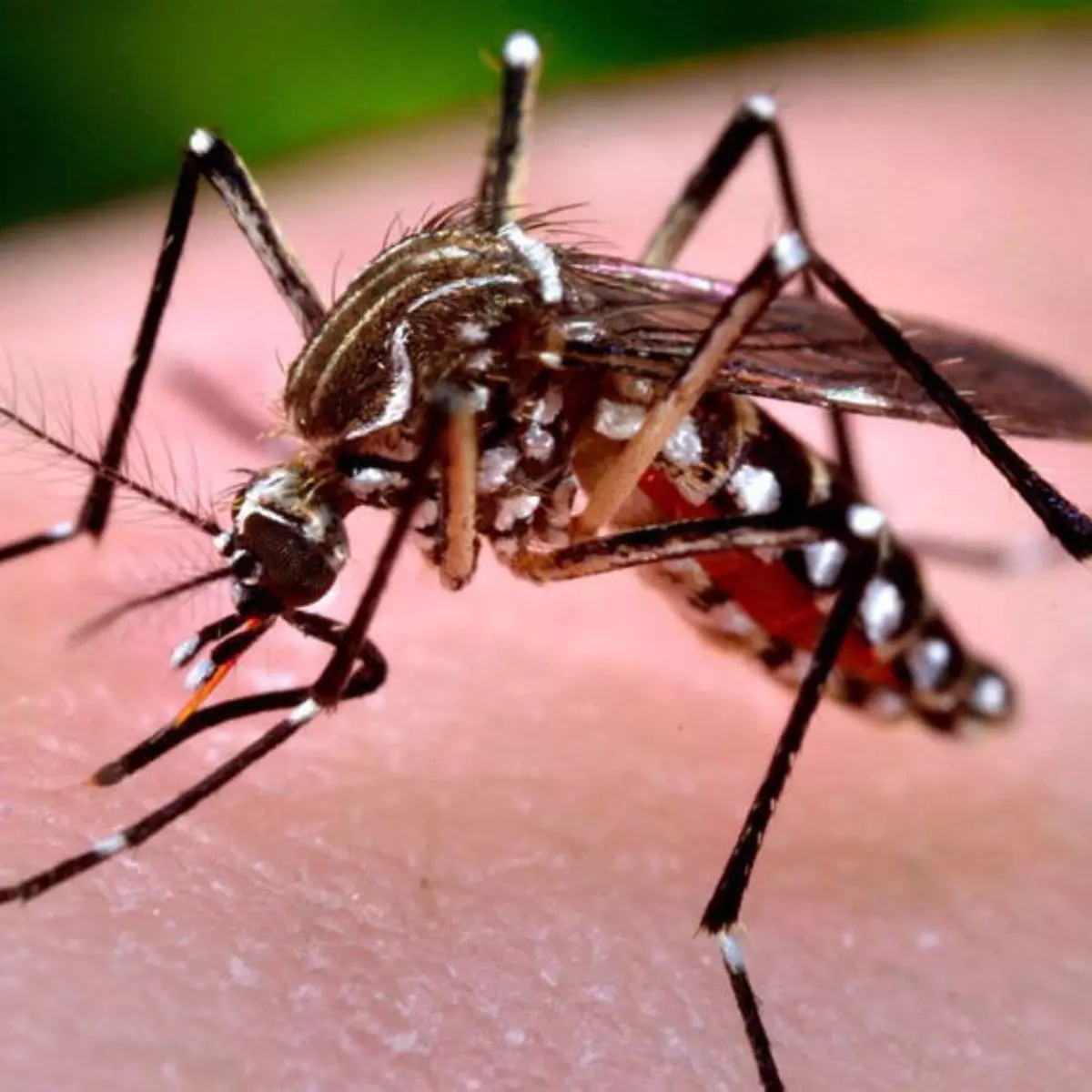  dengue 