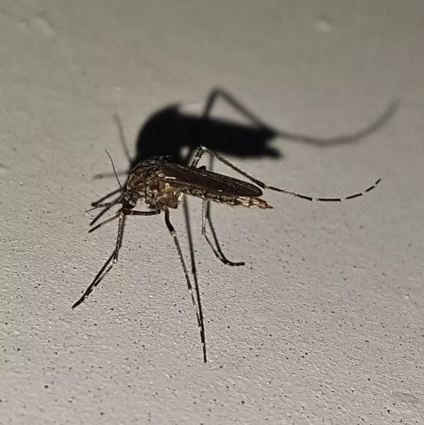  dengue parana obitos 