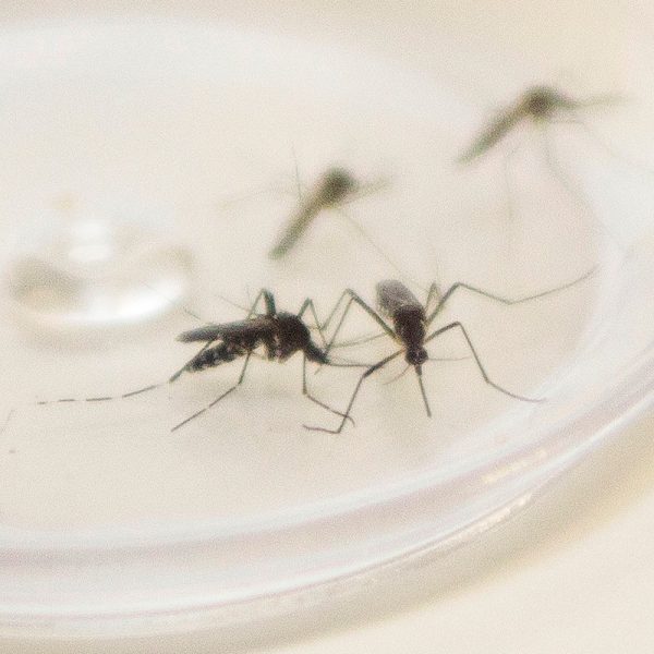 Dengue provoca mais nove mortes no Paraná