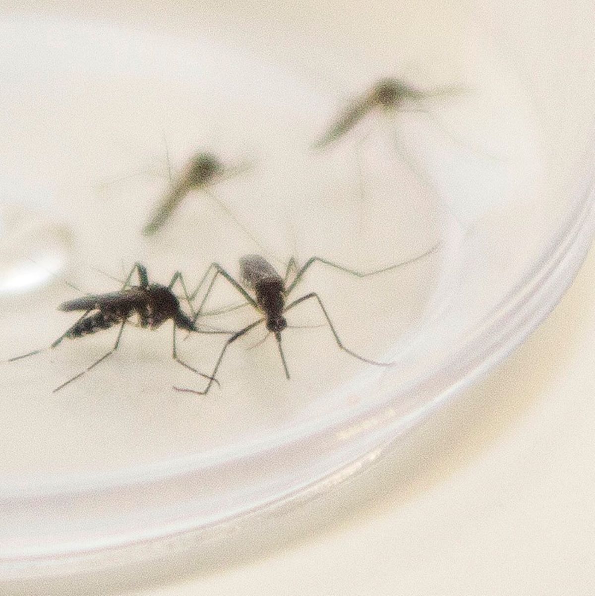  Paraná registra oito mortes por dengue e 10 mil novos casos, em uma semana 