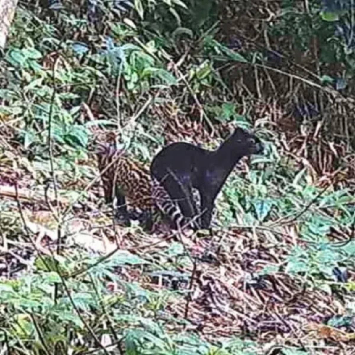  felino-selvagem-raro-parana 