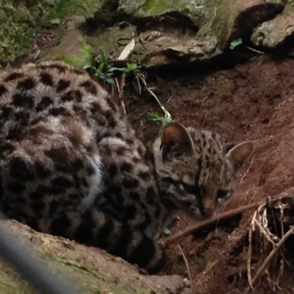 felino-selvagem-raro-parana