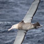 albatroz