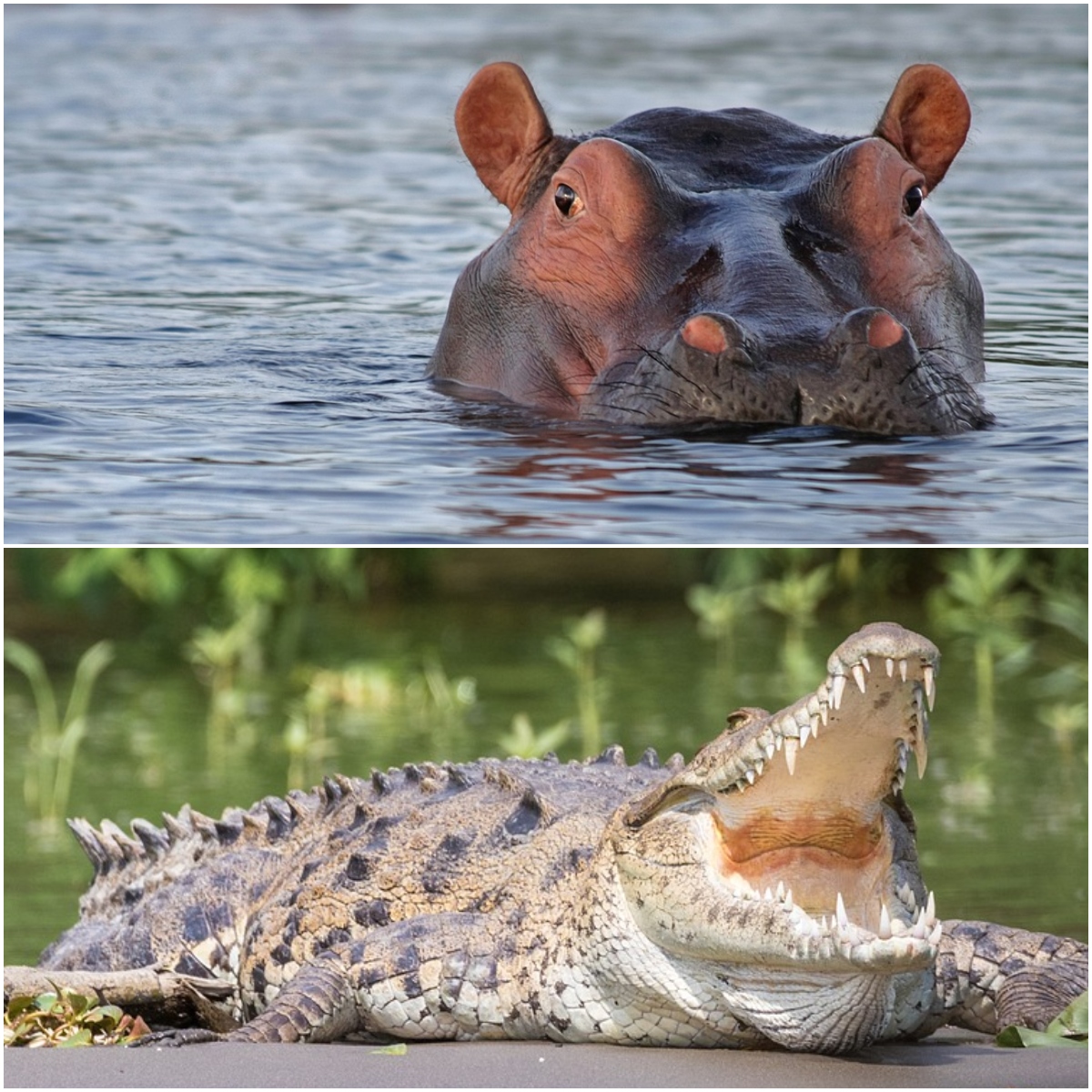  Hipopótamo vira barco em rio e 24 pessoas morrem após ataques de crocodilos 