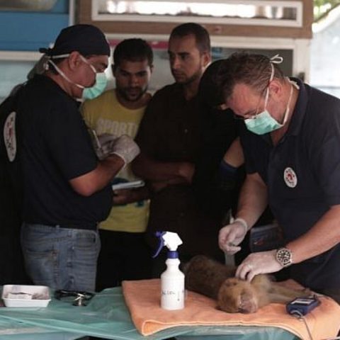 Um menino de 6 anos morreu após ser mordido por uma leoa em um zoológico de Khan Yunes, em Gaza, no território palestino.