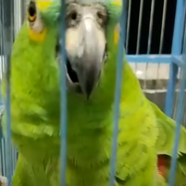 papagaio-resgate