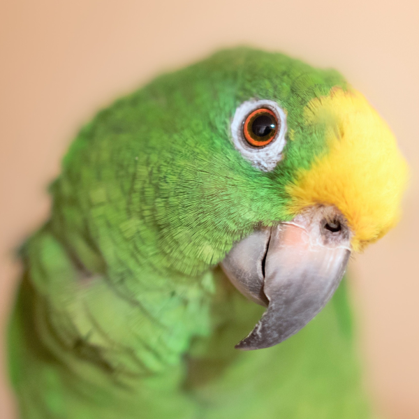  papagaio-simpatico 