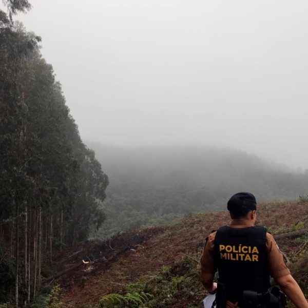 Polícia resgata 76 aves nativas e prende 6 pessoas, na Grande Curitiba