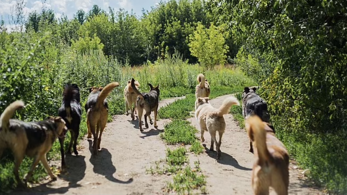  russia-cachorros-rua-limpar-campos-minados 