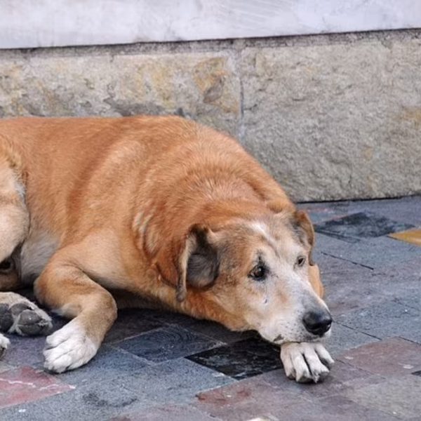 russia-cachorros-rua-limpar-campos-minados