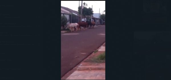 Morador reclama de cavalos soltos nas ruas revirando lixo em Sarandi; vídeos.