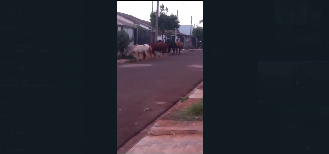  Morador reclama de cavalos soltos nas ruas revirando lixo em Sarandi; vídeos. 