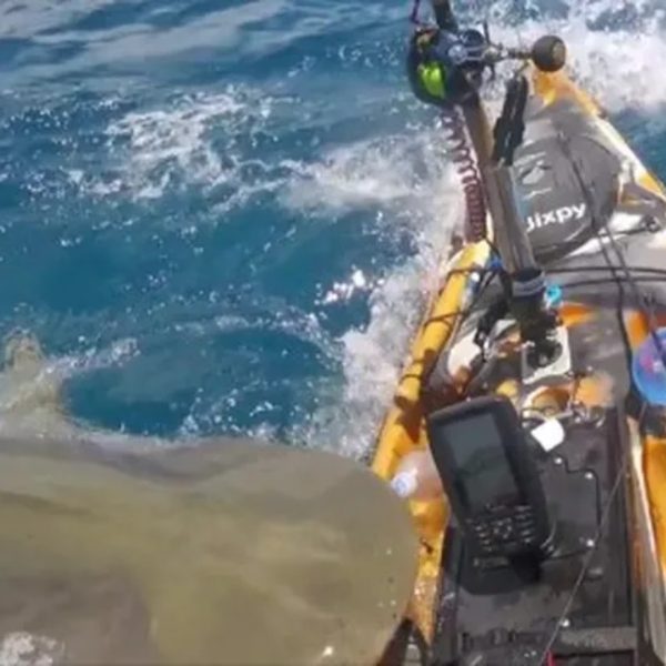 VÍDEO: Pescador filma momento em que é atacado por gigante tubarão-tigre