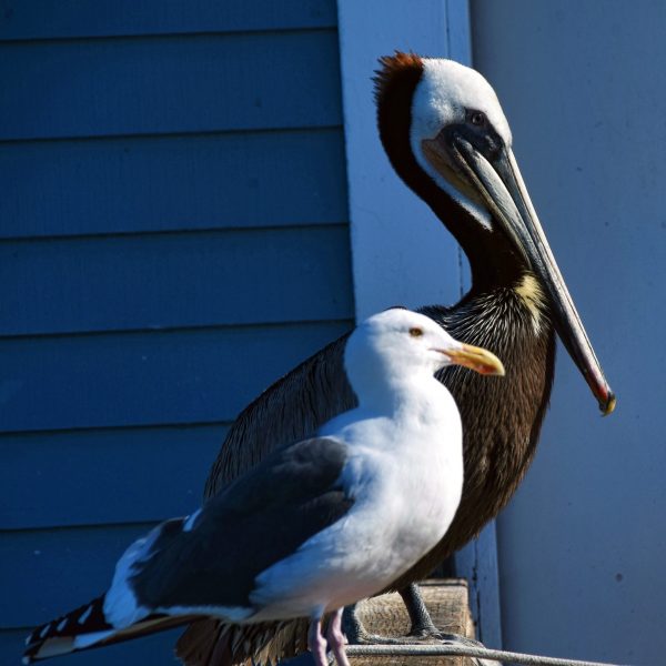 gripe aviária x aves marinhas