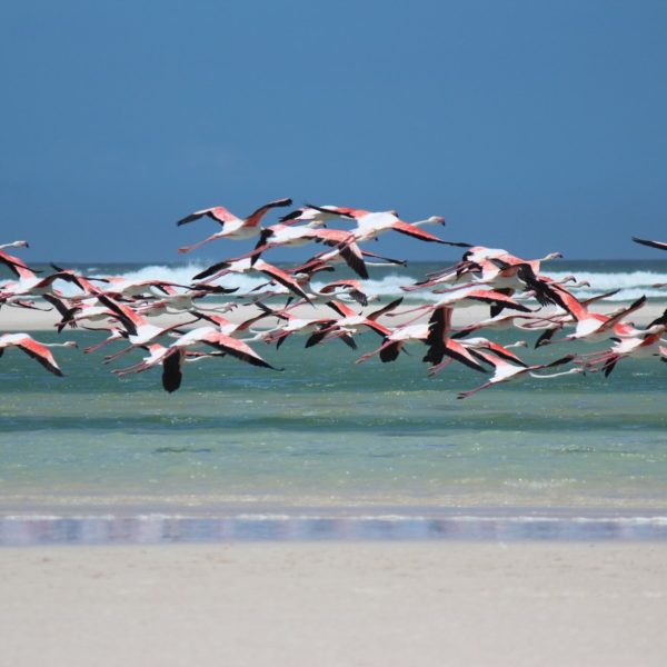 gripe aviária x aves marinhas