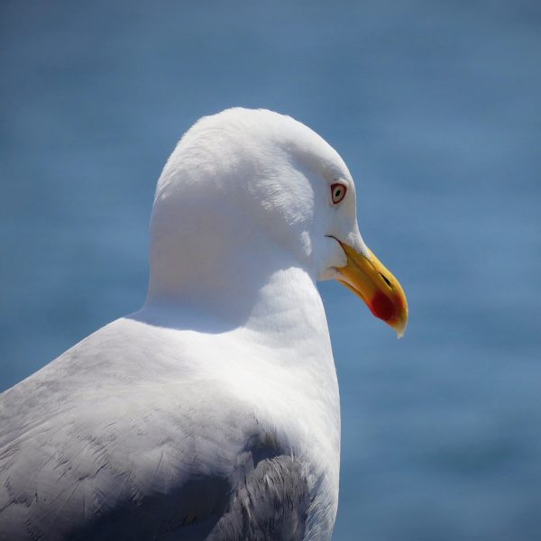 gripe aviária x aves marinhas