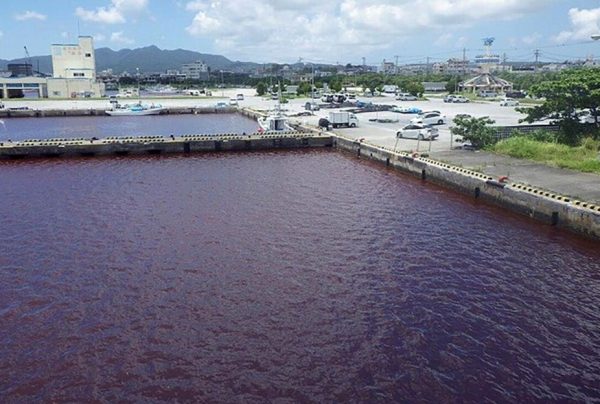 Baía do Japão amanhece vermelha após vazamento de fábrica de cerveja