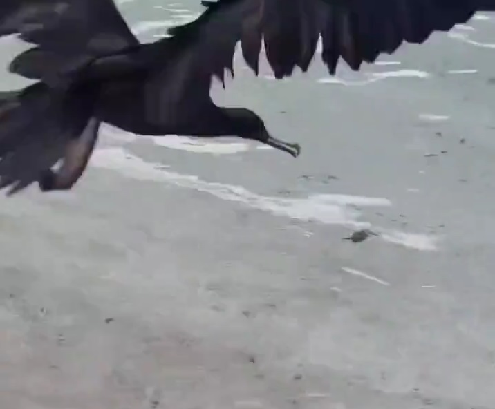  Bebê tartaruga chega ao mar, mas vira vítima em reviravolta chocante; vídeo 