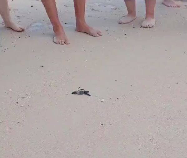 Bebê tartaruga chega ao mar, mas vira vítima em reviravolta chocante; vídeo