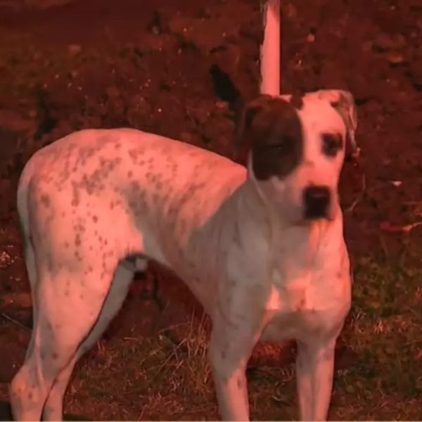 VÍDEO: Cachorro abandonado por mulher em Colombo ganha nova dona