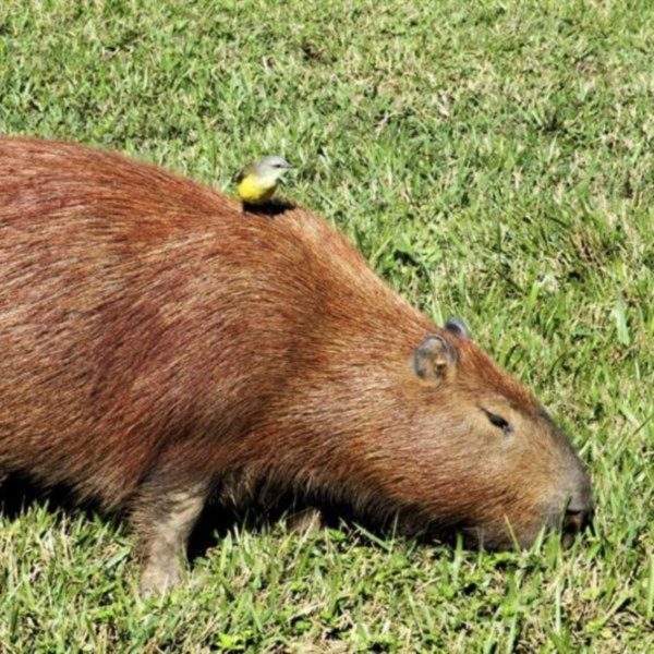 cachorro-carrapato-febre-maculosa1