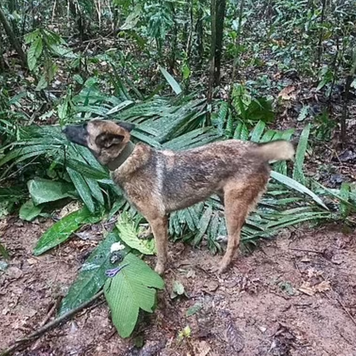  expercito colombiano suspende buscas pelo cão wilson 