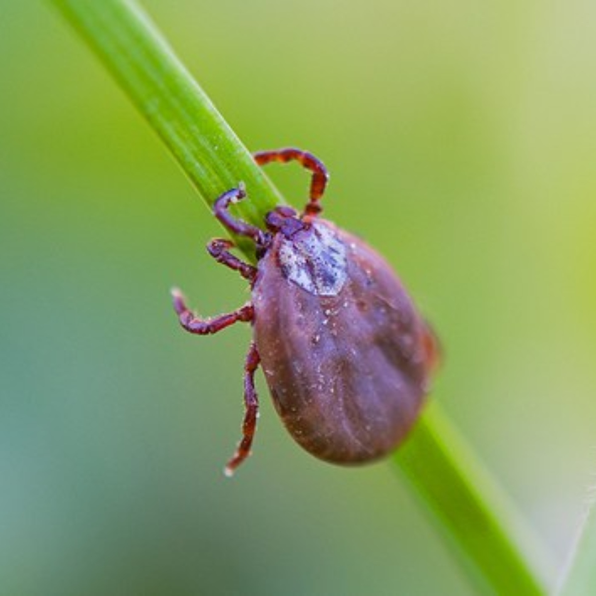  morte por febre maculosa 