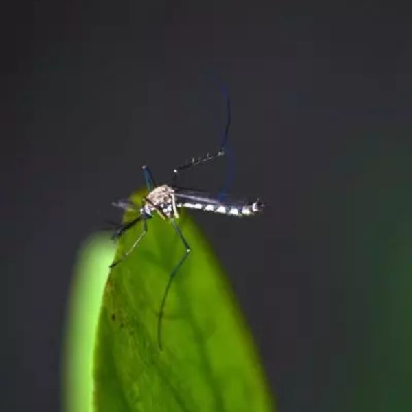 Testes clínicos indicam que vacina contra a chikungunya pode estar próxima