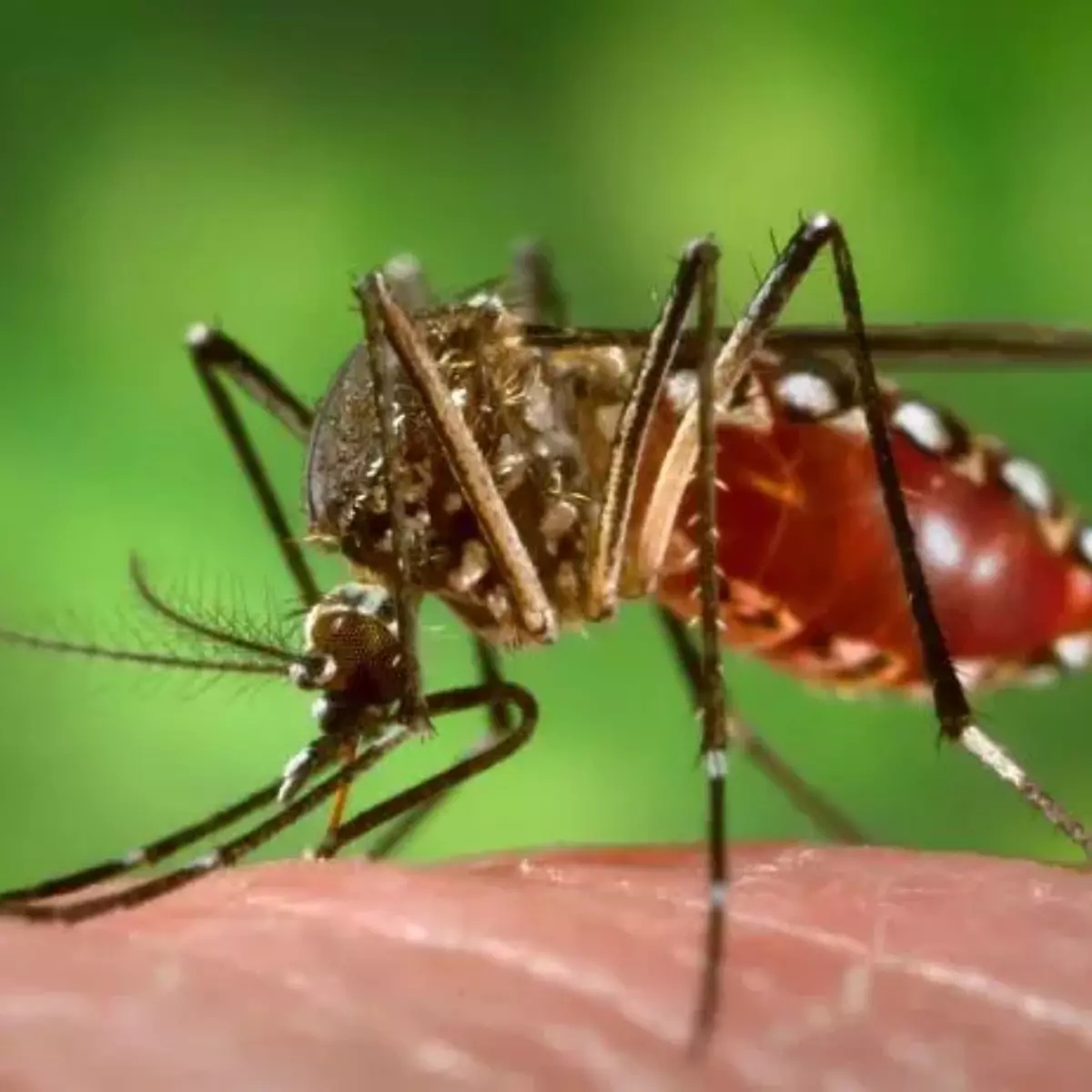  Testes clínicos indicam que vacina contra a chikungunya pode estar próxima 