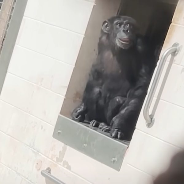 VÍDEO: Chimpanzé de 29 anos vê céu pela primeira vez e reage surpreso
