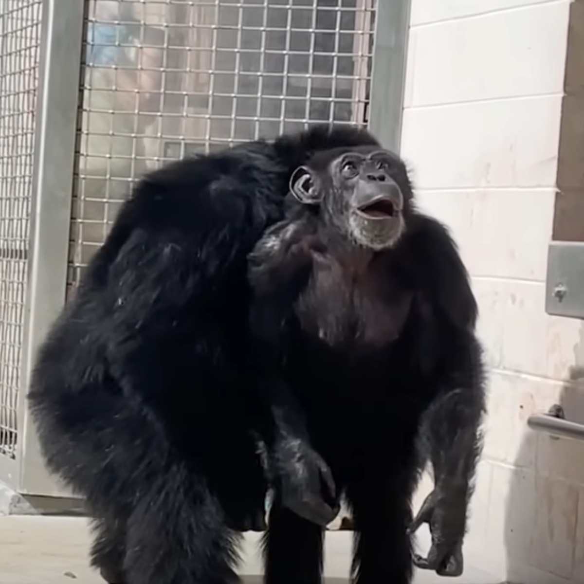  VÍDEO: Chimpanzé de 29 anos vê céu pela primeira vez e reage surpreso 