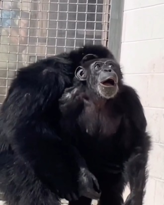  VÍDEO: Chimpanzé vê o céu pela primeira vez após 28 anos presa e reação viraliza 